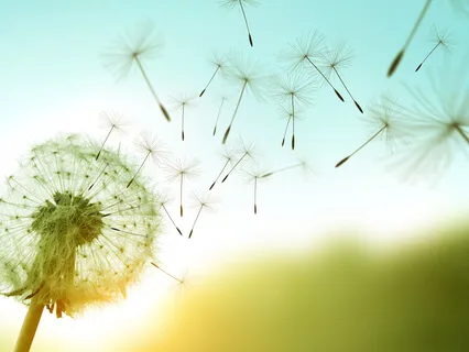 Gone With The Wind Meditation