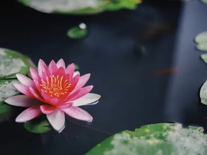 共感、慈悲の瞑想法