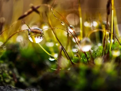 Gong Voyage - Boosting Your Immune System