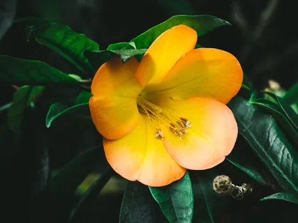 Good Health Affirmation