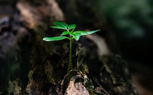 Good Life - Música para Boa Vida