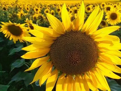 Good Morning Abundance Affirmation Meditation