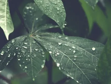 Good Morning, Aquarius Rising.