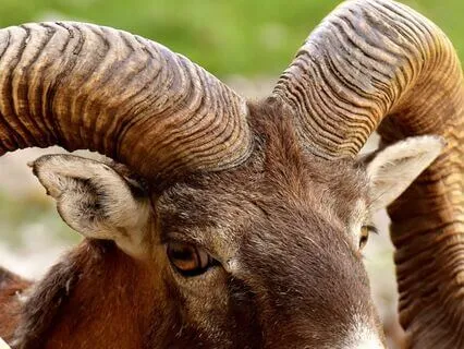 Good Morning, Aries Rising.