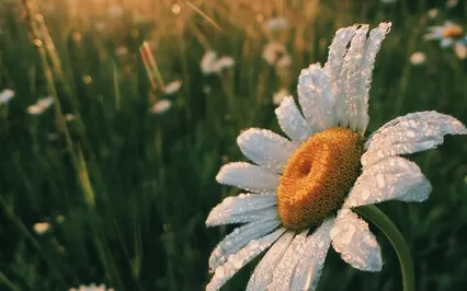 Good Morning - Awaken Your Essence