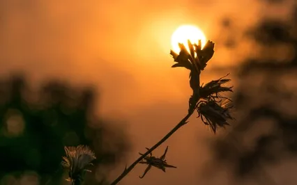 Good Morning | Begin Anew