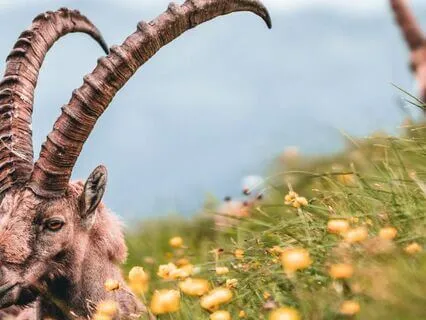 Good Morning, Capricorn Rising