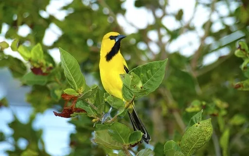 Good Morning, Curacau  |  Nature Sounds Collection