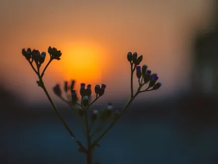 Good Morning Dissertation