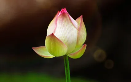 Good Morning - E KAA ROO - Music For Morning Meditation