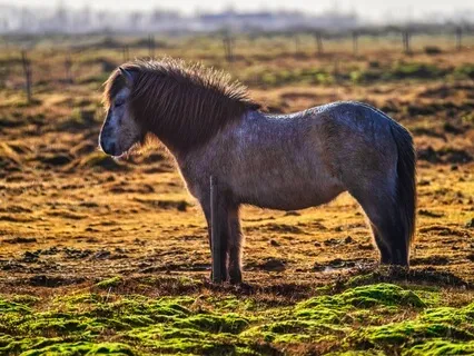 What Am I Thankful For? Good Morning Meditation