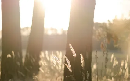 Good Morning Guided Breathing Practice