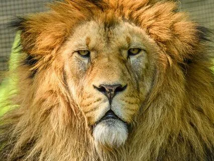 Good Morning, Leo Rising.