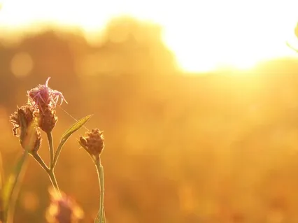 Good Morning: Cultivate The Energy You Want For Your Day