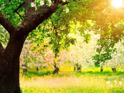 Good Morning Meditation Music (Silence Of The Morning)