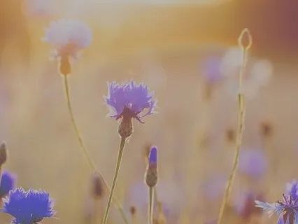 Good Morning - Morning Mindfulness