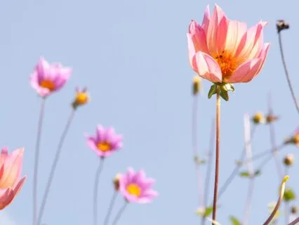 Good Morning Ritual For Presence & Gratitude