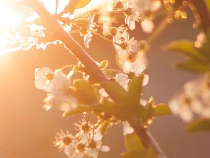 Good Morning, Sagittarius Rising.