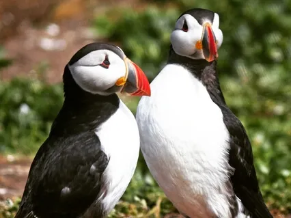 Good Morning Soundscape: Peaceful Birds