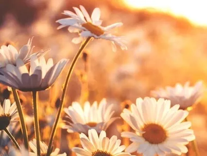 Good Morning, Sunshine