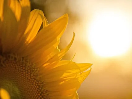 Good Morning Sunshine, A Short Energising Breath Meditation