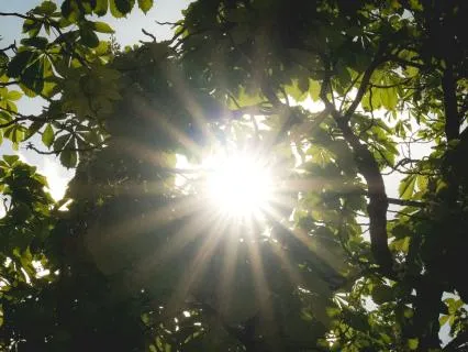 Good Morning Sunshine