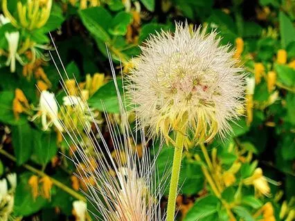 Good Morning, Virgo Rising.