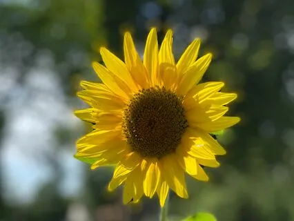 Good Morning With Music