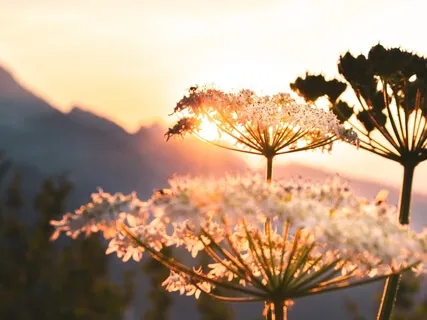 Good Morning Yoga Nidra