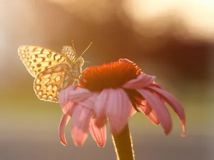 Good Things Are Happening