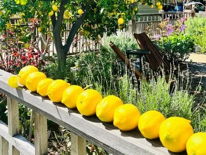 Good Vibe Lemon Drop Meditation For Manifestation