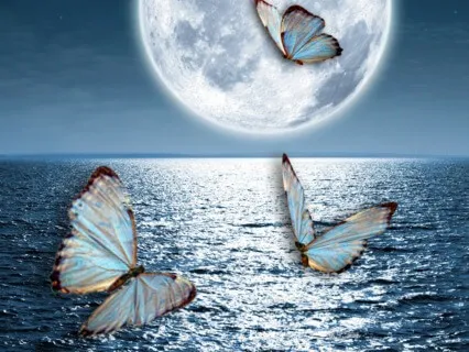 Goodnight Butterflies!