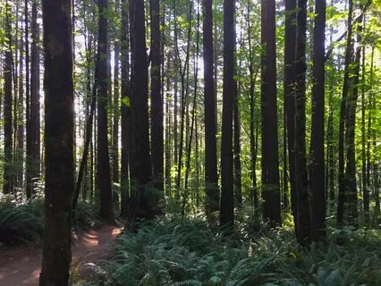 A Long Good Night Forest Gratitude Meditation