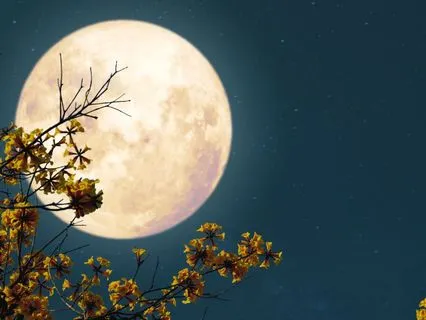 Goodnight Garden – Music For Peaceful Sleep