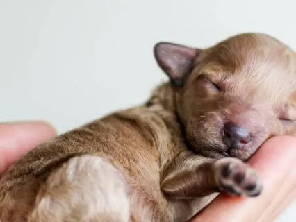 Goodnight Poem For Children