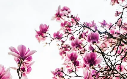 Goodwill Meditation (Metta)