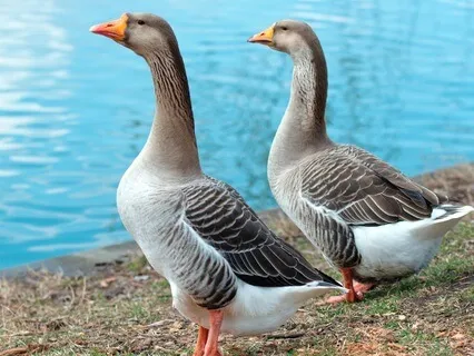 Goose Sounds - (Honking, Pecking, Cleaning & Eating)