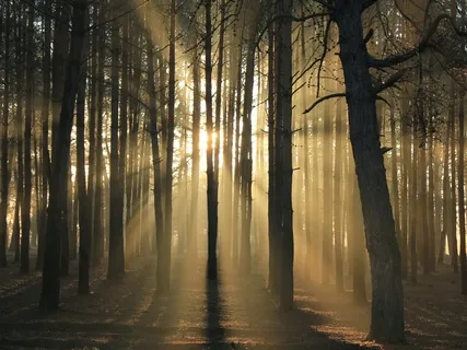 Gorgeous Ambient Sounds With Wind In The Trees & Natural White Noise For Stress Relief