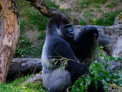 Gorilla Grounding: Tropical Jungle Sounds For Deep Calm