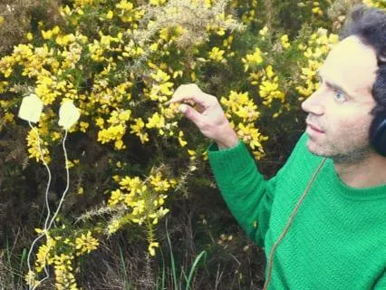 Gorse