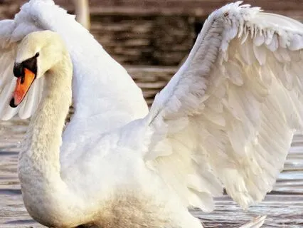 Grace Belongs To You