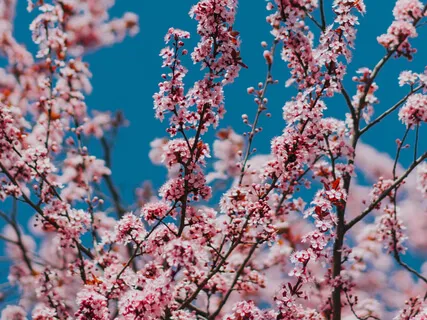 Grace - Calming Violin Recorded In Nature