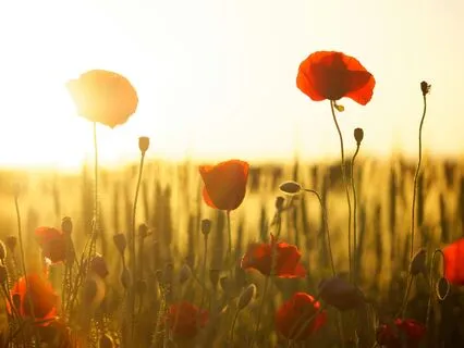 Grace For Purpose: Sunrise Prayer