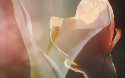 Grace Is Love ~ Wisdom Notes With Dorothy