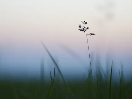 Awaken & Connect With The Light Of Grace