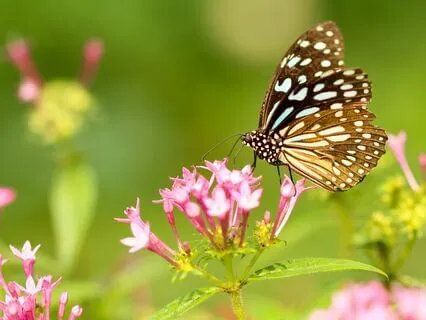 Grace Of A Butterfly