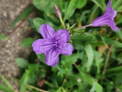 Gracefully Navigating Through Perimenapause And Menapause