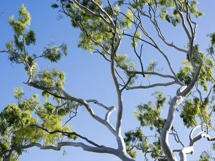 Gradual Opening Into Freshness