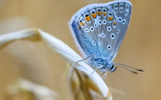 Grand Piano Meditation