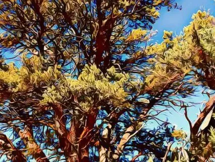 Guidance From Juniper Tree